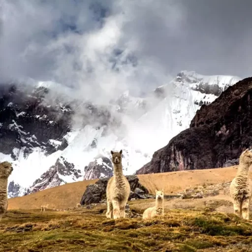 Alpacas-ausangate-peru