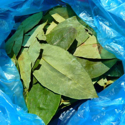 loggawiggler-coca-leaves-43289_1920